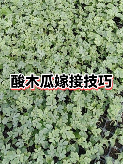 木瓜能嫁接贴梗海棠吗缩略图