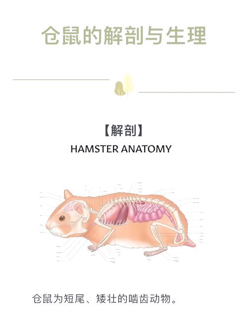 仓鼠一直刨地要警惕了截图