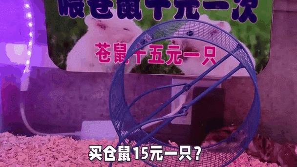 仓鼠赚钱图标