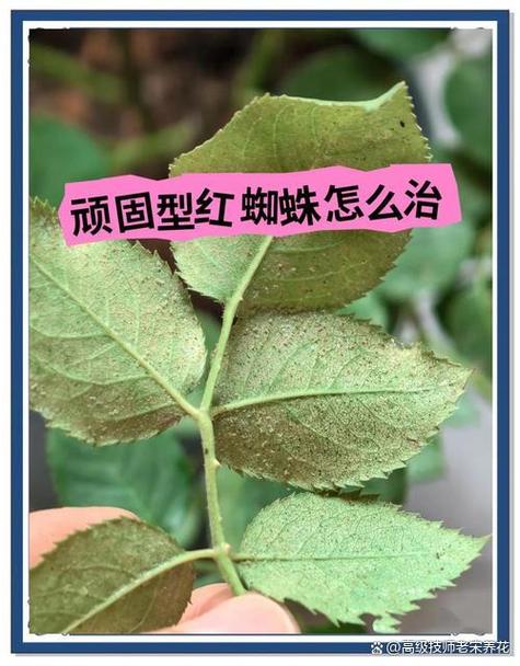 杀红蜘蛛最好的农药截图