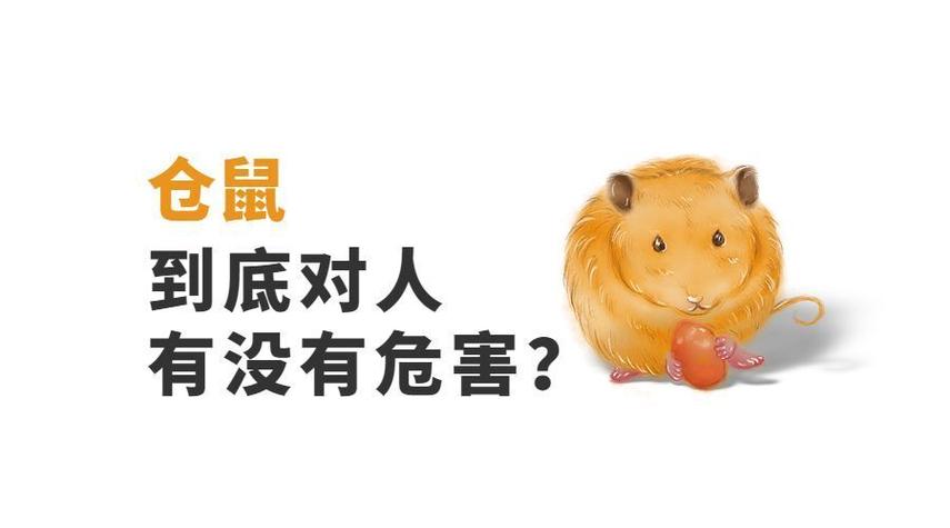 仓鼠病毒会传染人吗缩略图