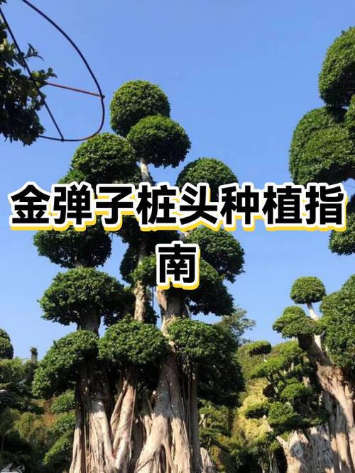 树桩怎么栽成活率高缩略图