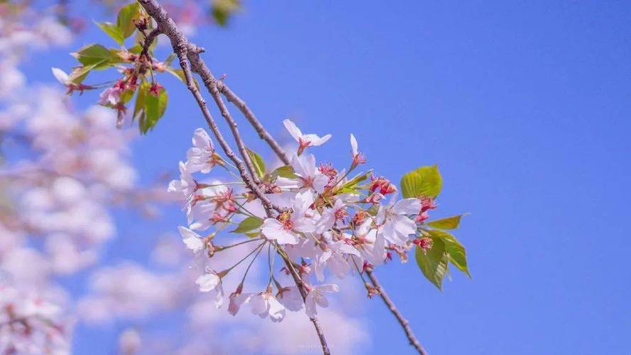 vivo发朋友圈画质模糊截图