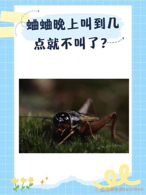 蛐蛐是什么时候叫
