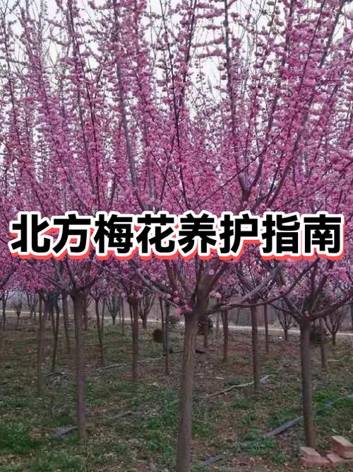 梅花开花条件