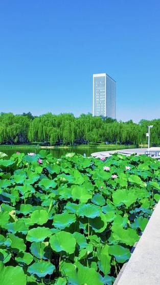 夏日公园图标
