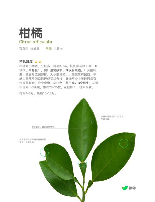 芦柑和桔子有什么区别
