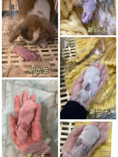 兔宝宝fc截图