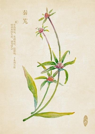 四季花草药图片截图