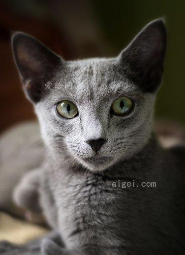blue小说猫游戏截图
