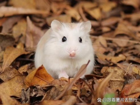 怎么判断仓鼠渴了游戏截图
