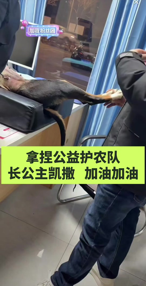 凯撒直装图标