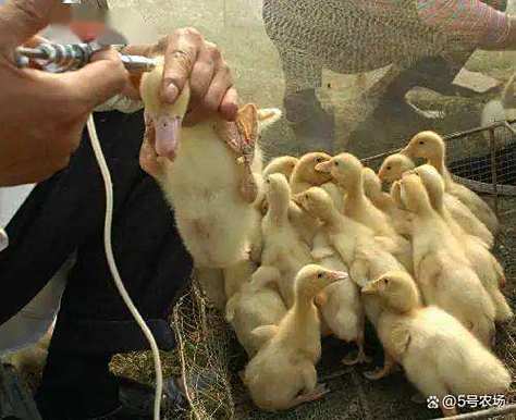 鹅得了黄病毒怎么治疗图标