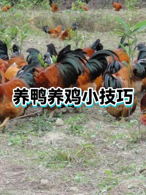养鸡养鸭的唯美句子游戏截图