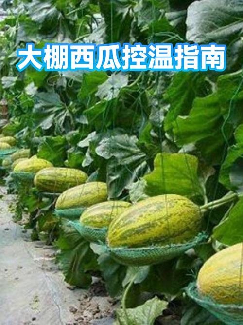 冷藏西瓜可以放多久图标