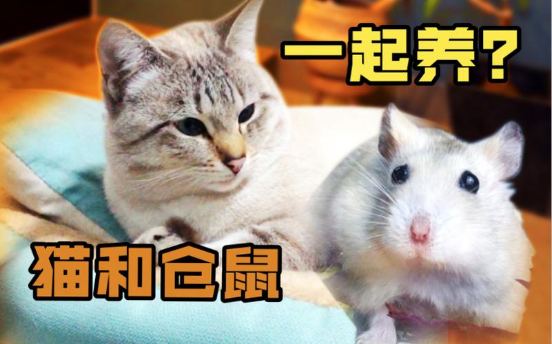 养猫可以养仓鼠吗缩略图