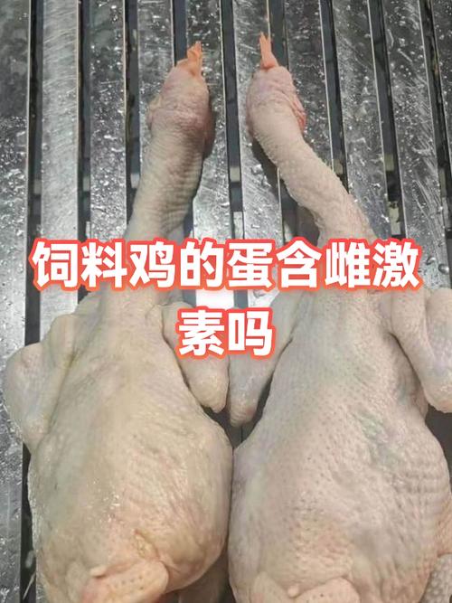 饲料鸡下的蛋有激素吗图标