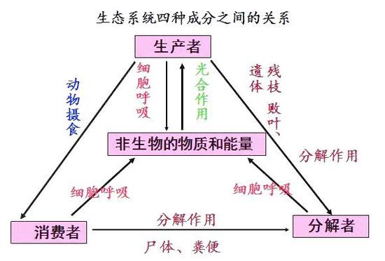 生态系统的组成部分缩略图