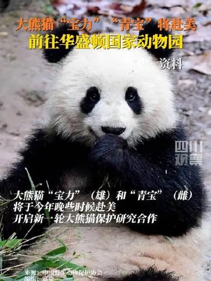 大熊猫任务平台缩略图