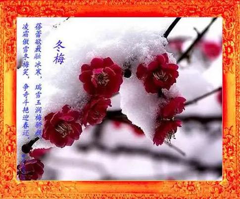 梅花云盘视频缩略图