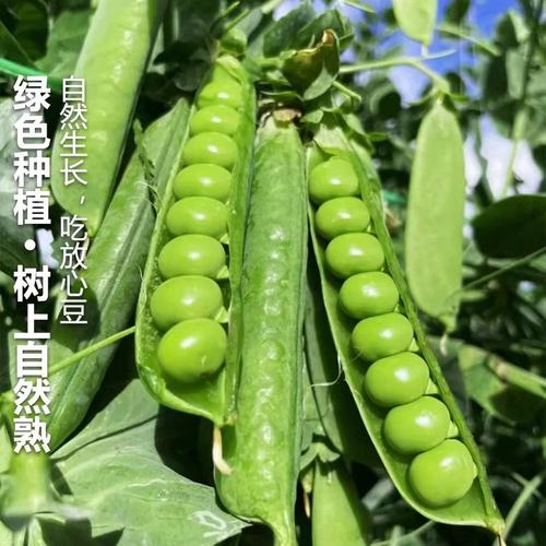 快手老版豌豆荚图标