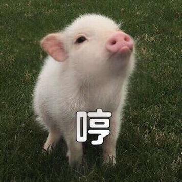 那个喊到的猪的表情包截图