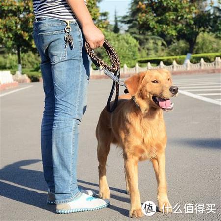 一根绳子拴狗的方法