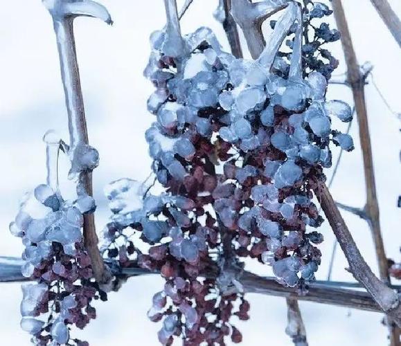 icewine多少钱一瓶缩略图