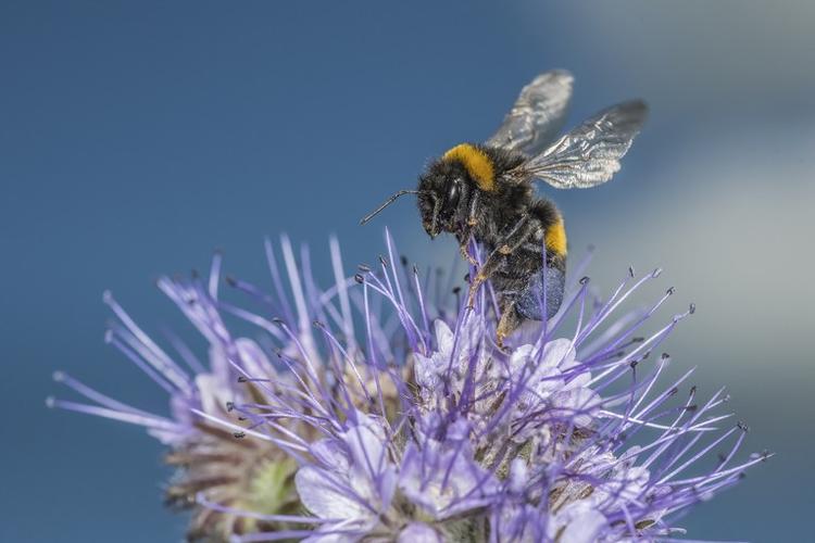 bumblebee怎么读缩略图