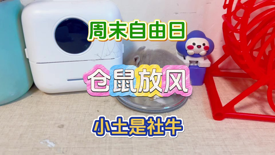 仓鼠放风放多久