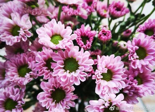 雏菊辅助平台登录入口最新版本更新图标
