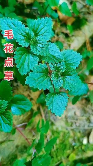 毛花点草主治功效作用截图