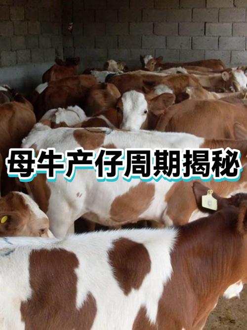 母牛生小牛倒生怎么办截图