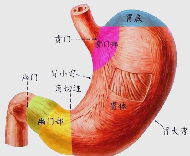 胃emoji表情小器官缩略图