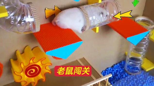 仓鼠死了还能养吗缩略图