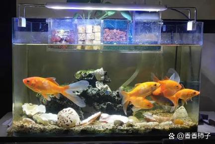 鱼缸养草鱼需要打氧吗图标