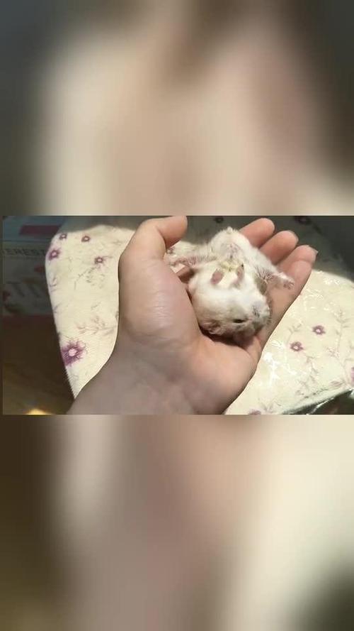 仓鼠最穷养法游戏截图