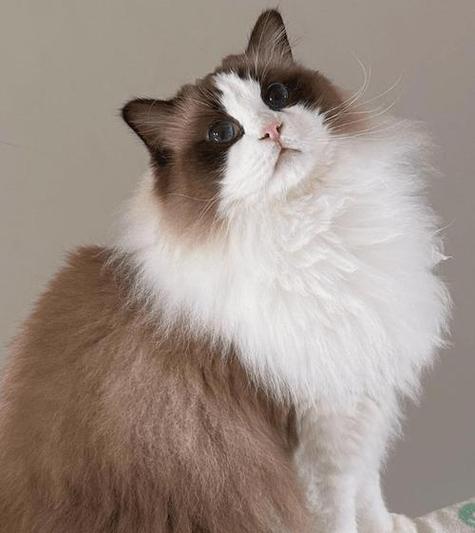 猫照片大全真实图片缩略图