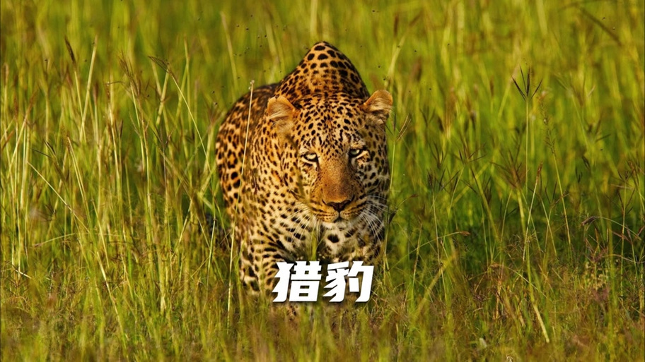 动物世界视频解说截图