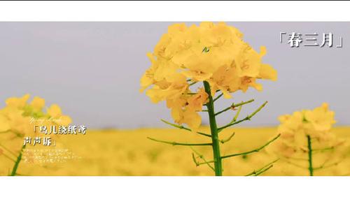 云上花破解版缩略图