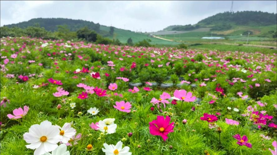 云上花海游戏截图