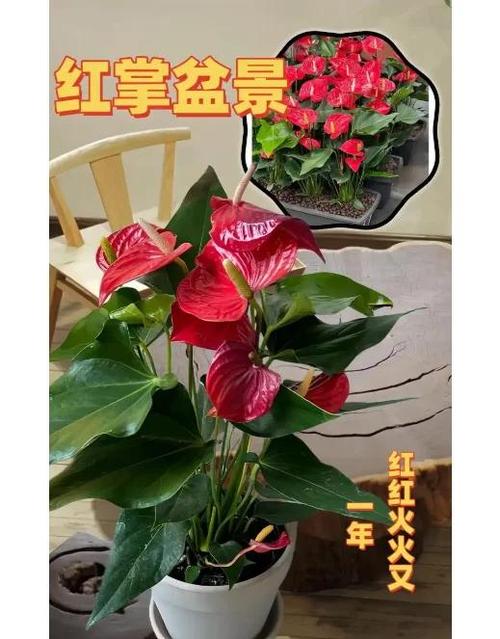 红掌花用什么肥料最好截图