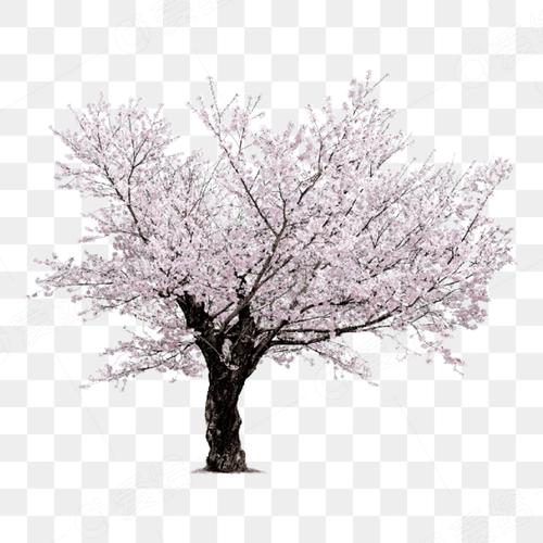 樱花树素材app官方网站入口图标
