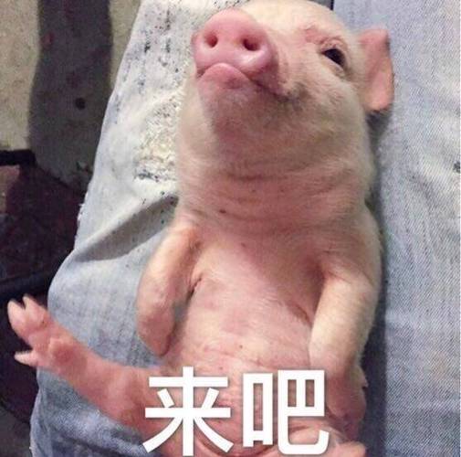 猪猪表情包