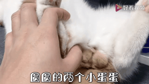 串蛋蛋吃的表情包图标