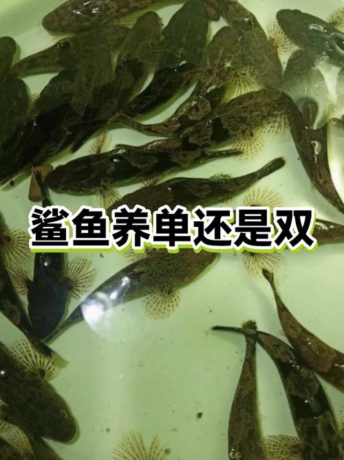 养鲨鱼用多大的缸