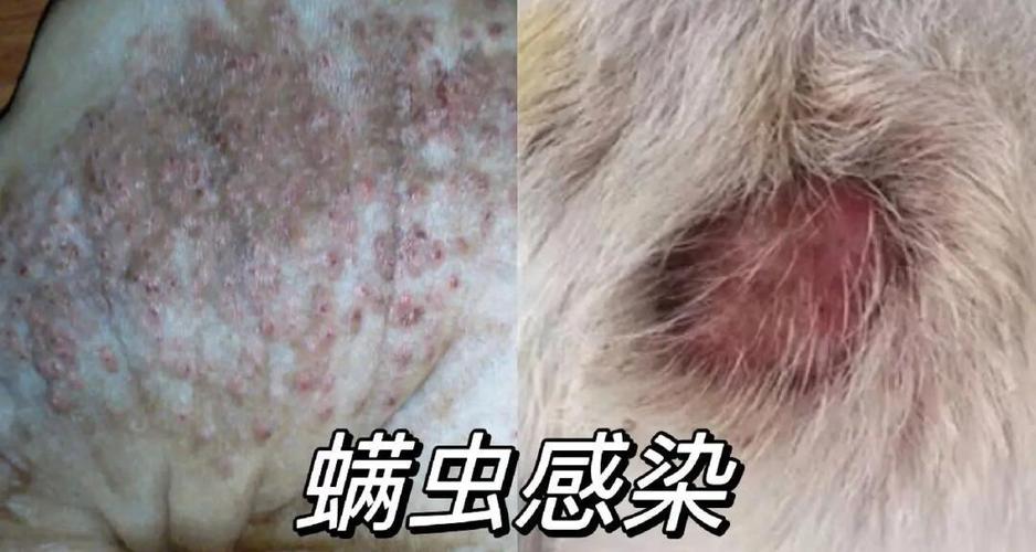 狗狗皮肤病图片对照大全截图