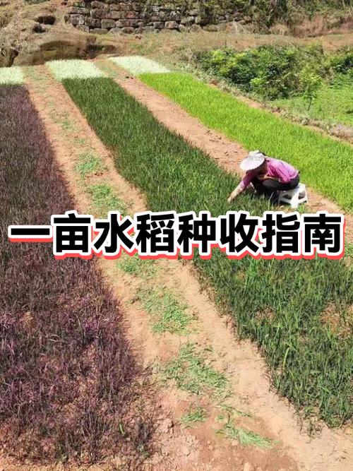 一亩水稻能挣多少钱