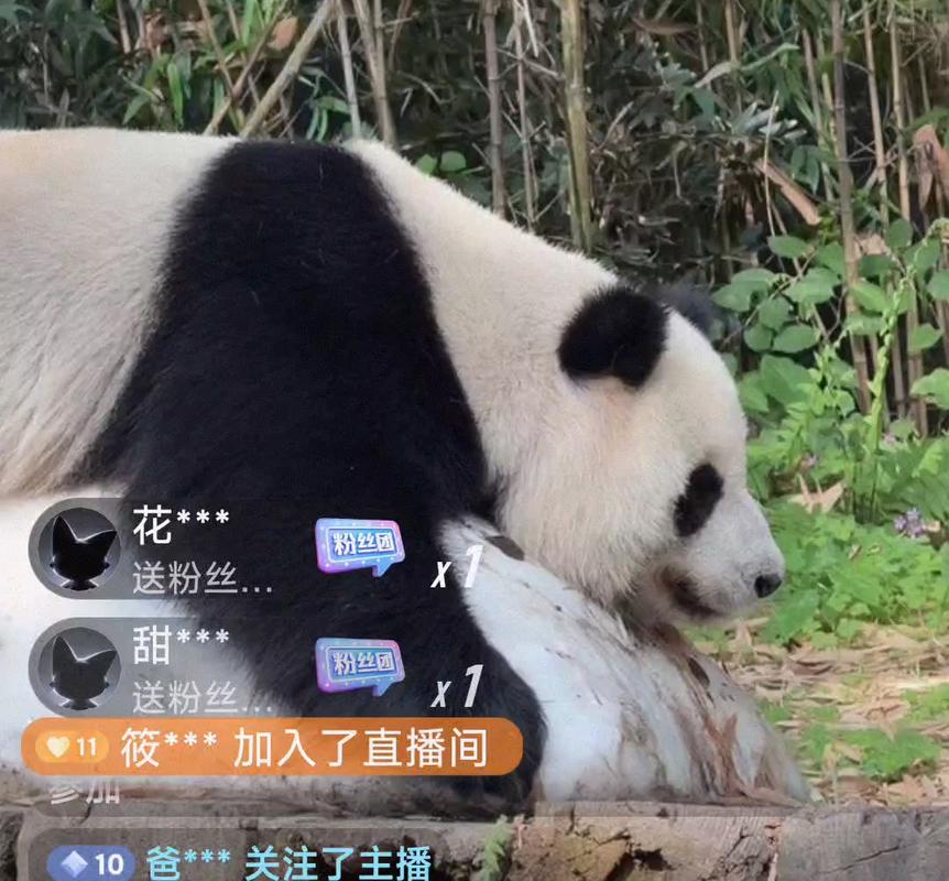 熊猫直播主播