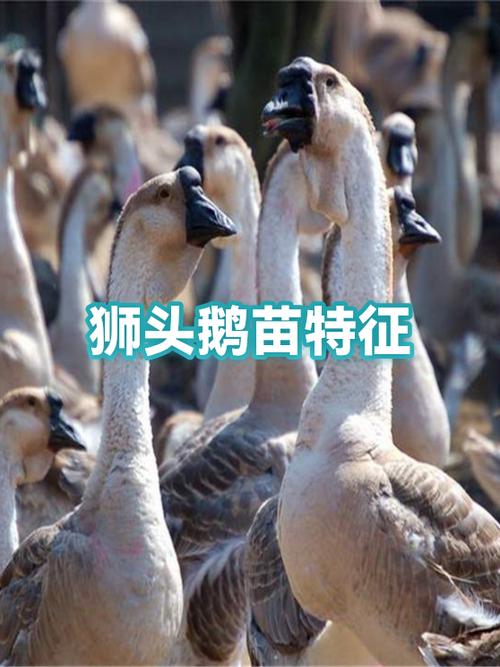 正宗狮头鹅幼苗特征截图